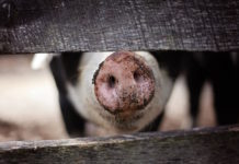 animali fattoria