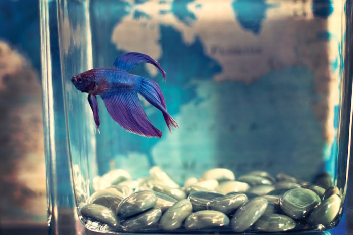 acquario acquario
