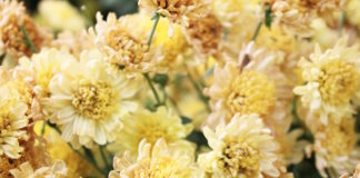 fiori lutto